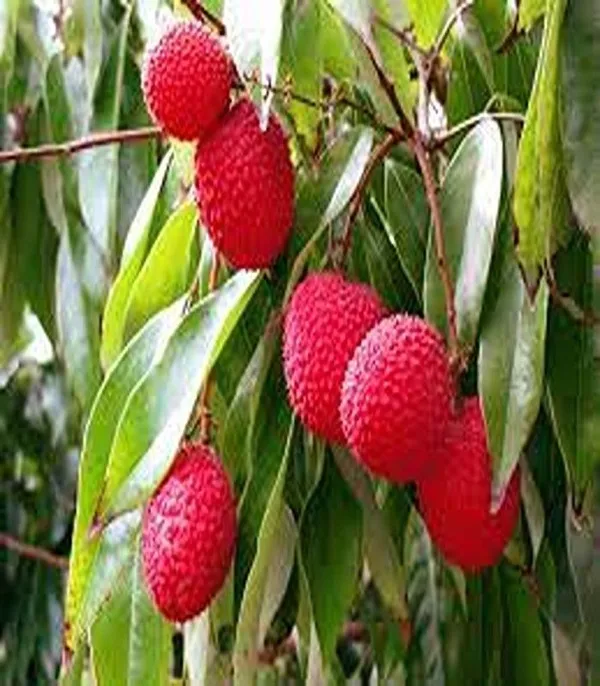Litchi_Plant_(Hybrid,_Pack_of_1)