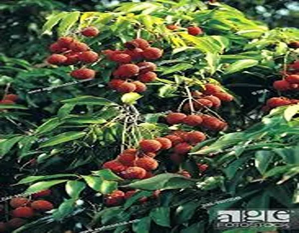 Litchi_Plant_(Hybrid,_Pack_of_1)
