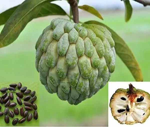 Custard_Apple_Plant_(Hybrid,_Pack_of_1)