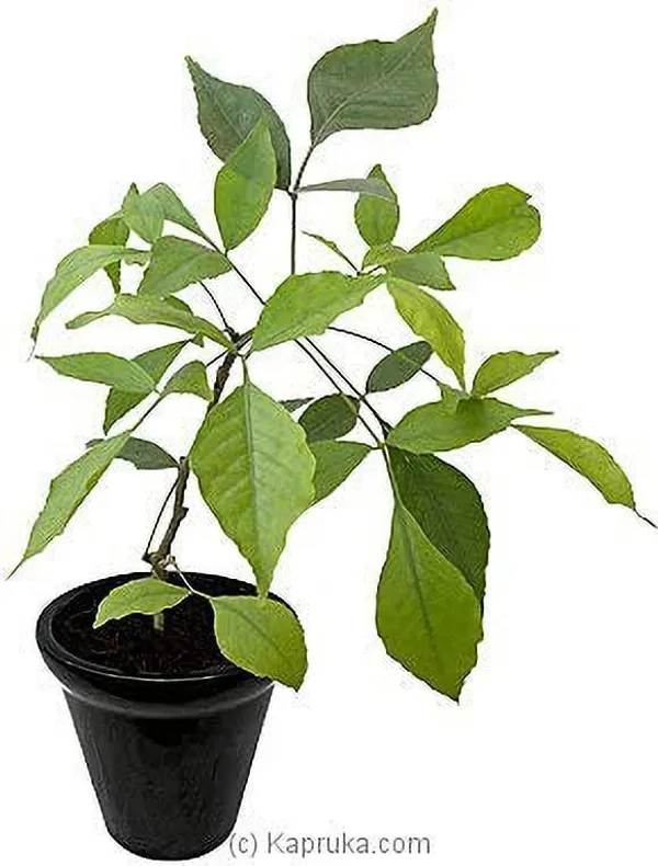 Bel_Plant_(Hybrid,_Pack_of_1)