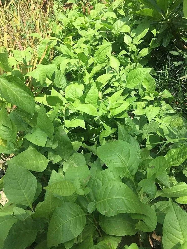Bel_Plant_(Hybrid,_Pack_of_1)
