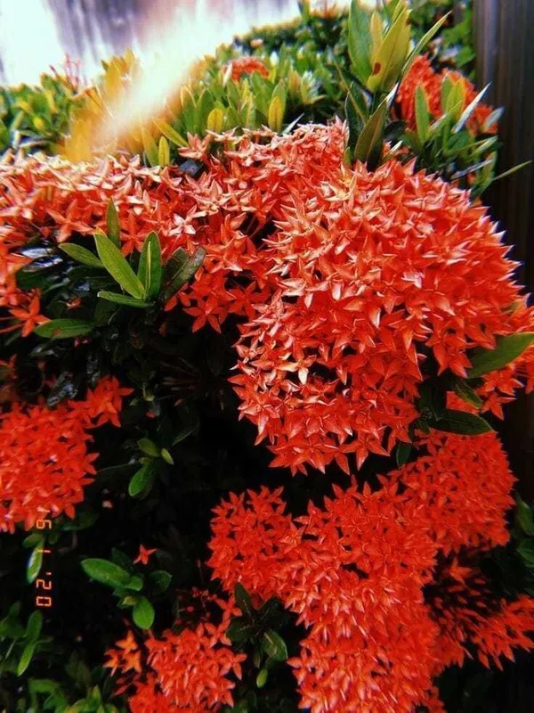 Ixora_Plant_(Hybrid,_Pack_of_1)
