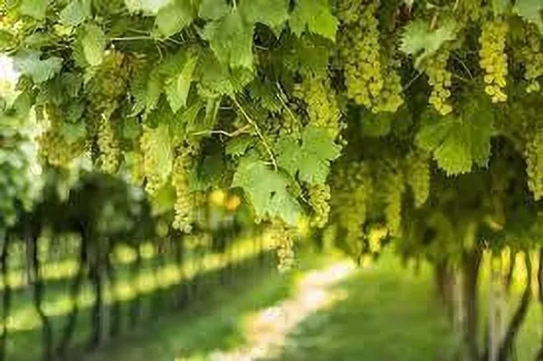 Grapes_Plant_(Hybrid,_Pack_of_1)