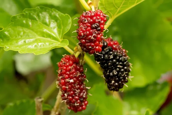 Berry_Plant_(Hybrid,_Pack_of_1)