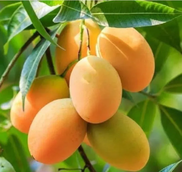 Mango_Plant_(Hybrid,_Pack_of_1)