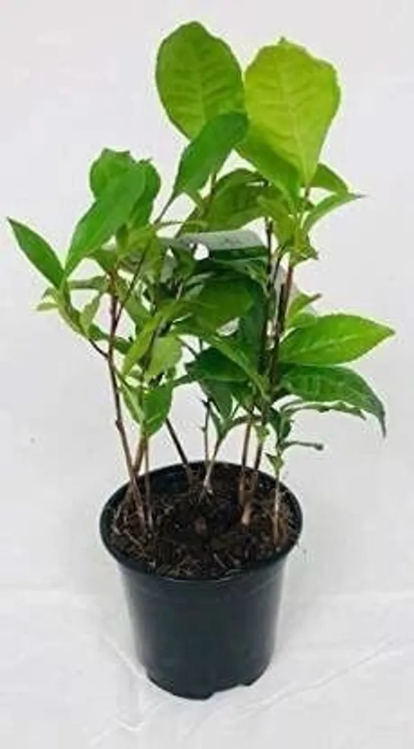 Tea_Plant_(Hybrid,_Pack_of_1)