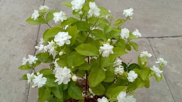 Jasmine_Plant_(Hybrid,_Pack_of_1)