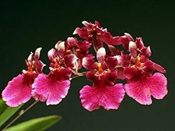 Orchids_Dendrobium_Flowering_Plant_(Hybrid,_Pack_of_1)