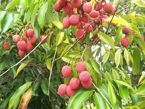 Litchi_Plant_(Hybrid,_Pack_of_1)