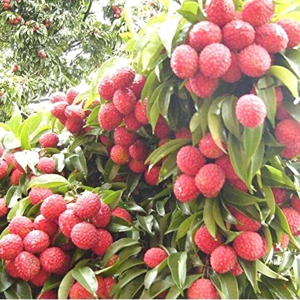 Litchi_Plant_(Hybrid,_Pack_of_1)