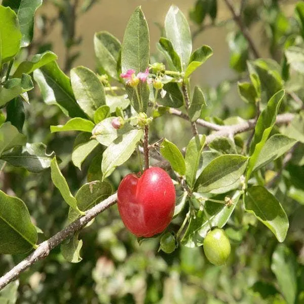 Cherry_Fruit_Plant_(Hybrid,_Pack_of_1)
