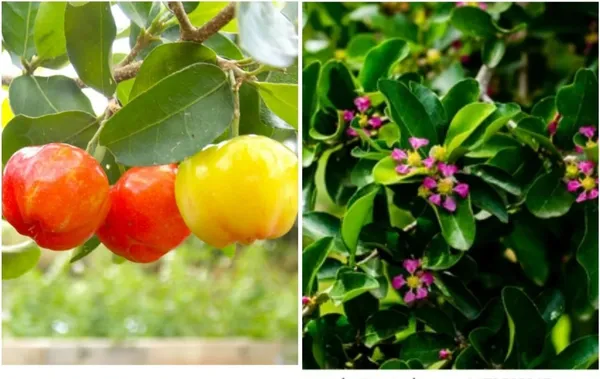 Cherry_Fruit_Plant_(Hybrid,_Pack_of_1)