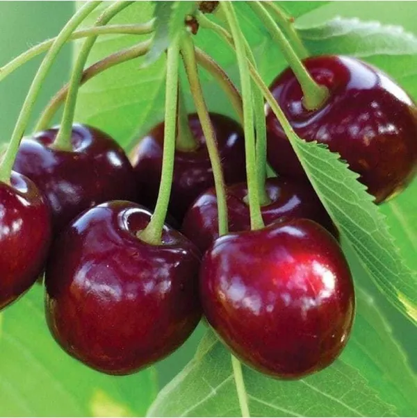 Cherry_Fruit_Plant_(Hybrid,_Pack_of_1)