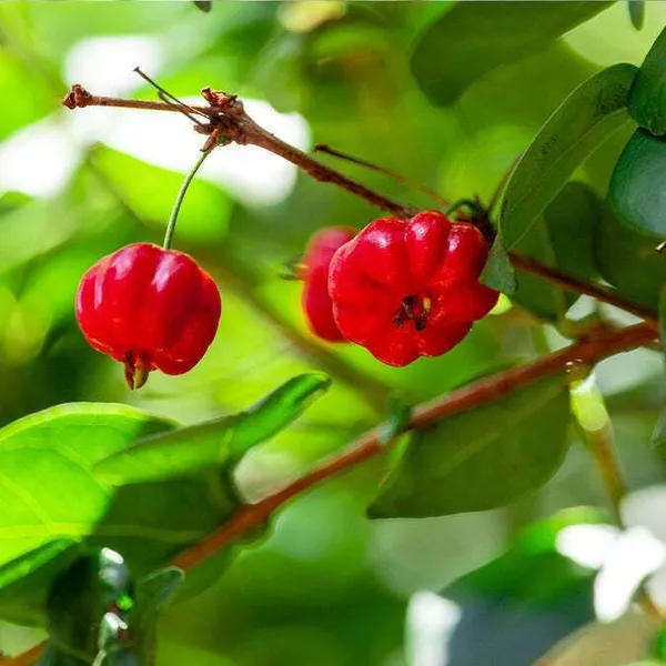 Cherry_Fruit_Plant_(Hybrid,_Pack_of_1)