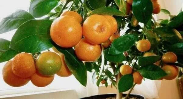 Orange_Plant_(Hybrid,_Pack_of_1)