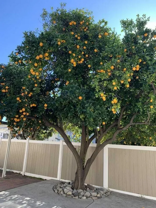 Orange_Plant_(Hybrid,_Pack_of_1)