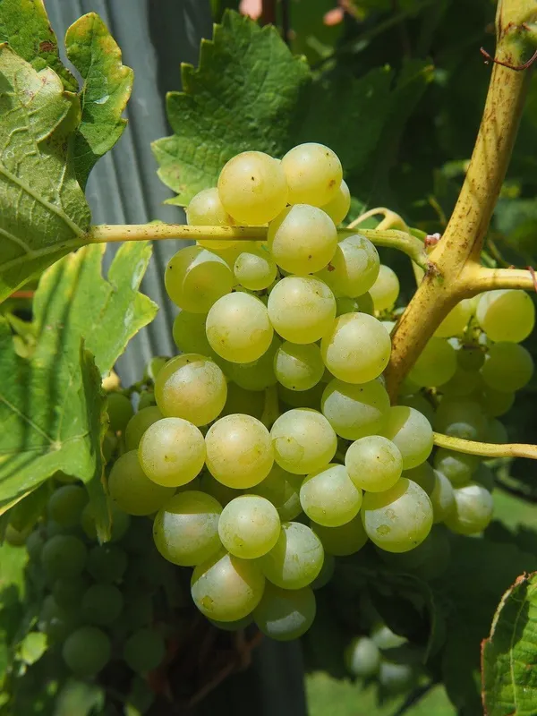 Grapes_Plant_(Hybrid,_Pack_of_1)