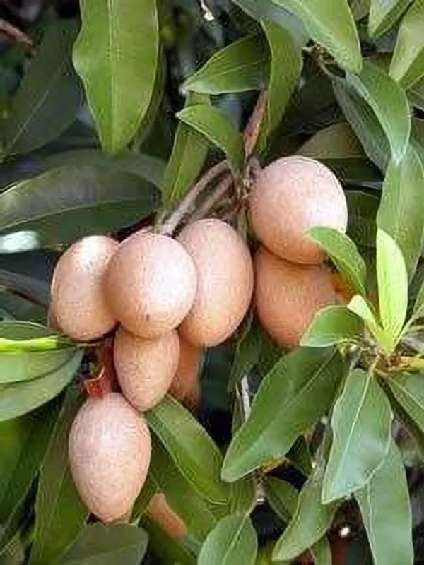 Chiku_Plant_(Hybrid,_Pack_of_1)