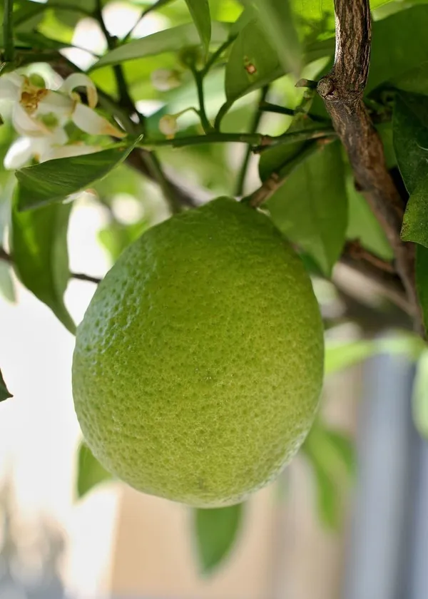 Pomelo_Plant_(Hybrid,_Pack_of_1)