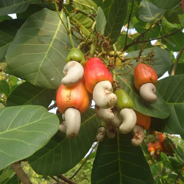Cashew_Apple_Plant_(Hybrid,_Pack_of_1)