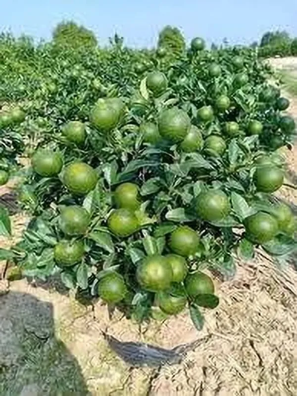 Lemon_Plant_(Hybrid,_Pack_of_1)