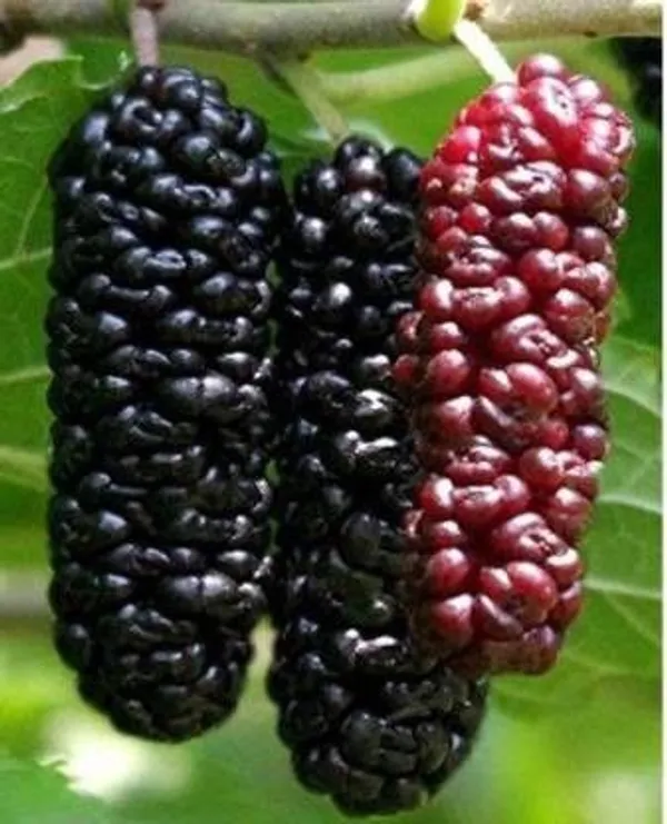 Shahtoot/Mulberry_Plant_(Hybrid,_Pack_of_1)