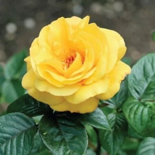 Rose_Plant_(Hybrid,_Pack_of_1)