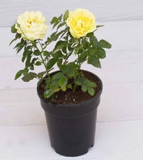 Rose_Plant_(Hybrid,_Pack_of_1)