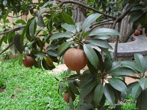 Chiku_Plant_(Hybrid,_Pack_of_1)