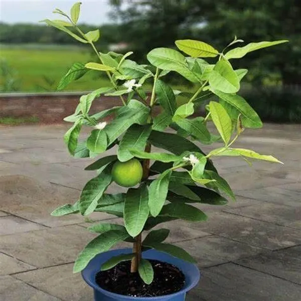 Guava_Plant_(Hybrid,_Pack_of_1)