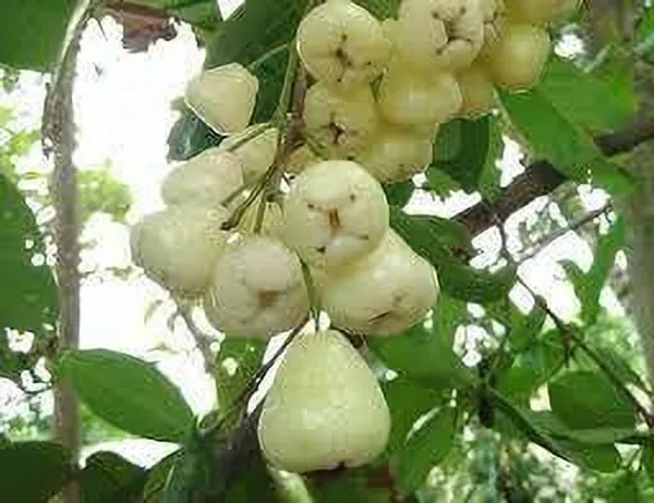 Jamun_Plant_(Hybrid,_Pack_of_1)
