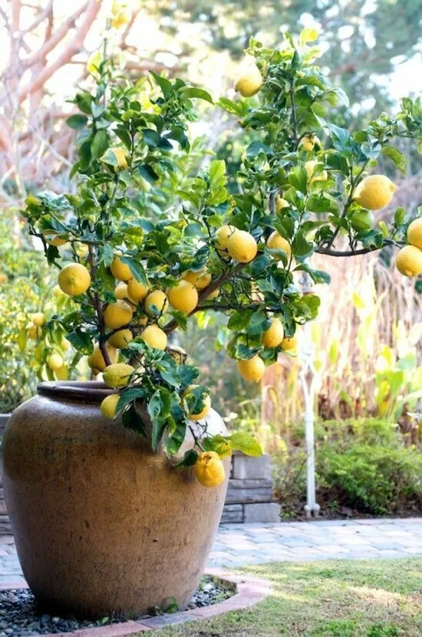 Lemon_Plant_(Hybrid,_Pack_of_1)