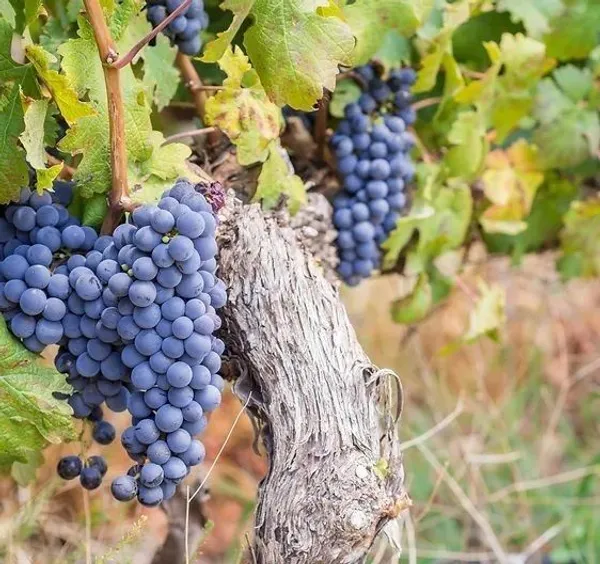 Grape_Plant_(Hybrid,_Pack_of_1)