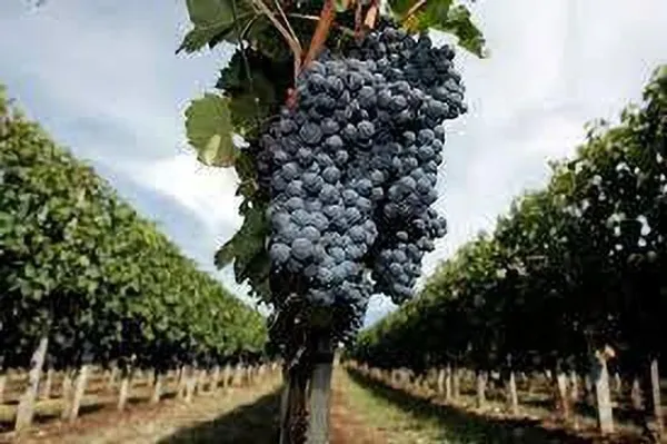 Grape_Plant_(Hybrid,_Pack_of_1)