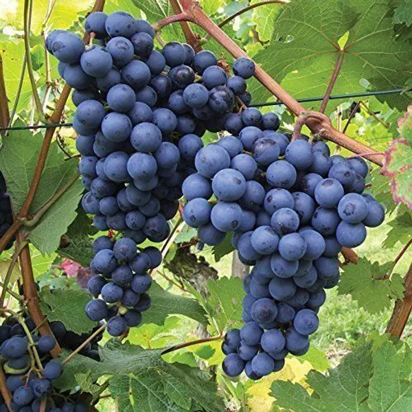 Grape_Plant_(Hybrid,_Pack_of_1)