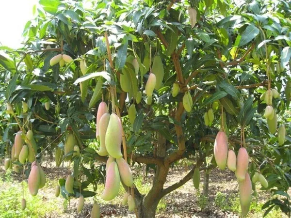 Ber_Apple_Plant_(Hybrid,_Pack_of_1)