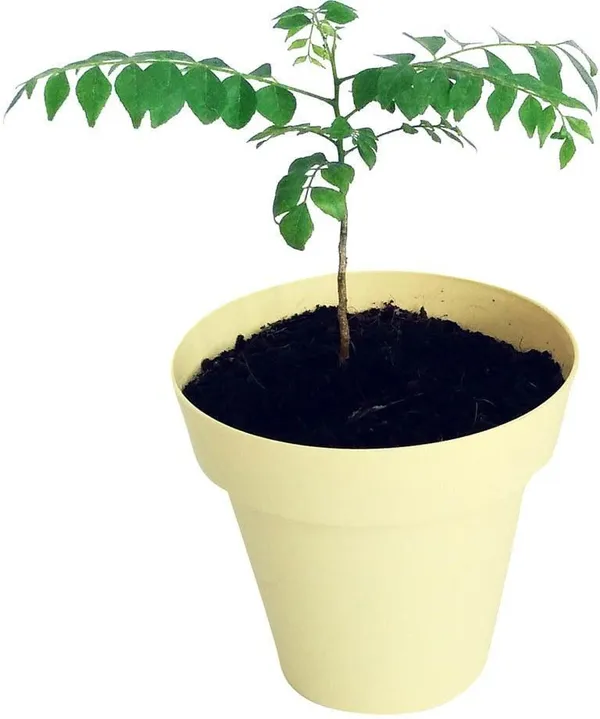 Curry_Leaf_Plant_(Hybrid,_Pack_of_1)