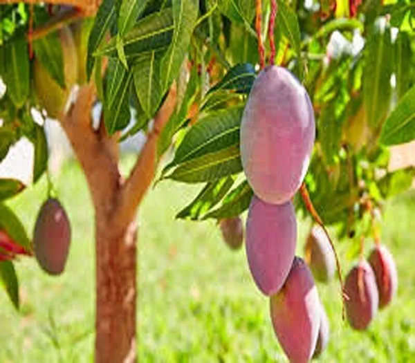 Mango_Plant_(Hybrid,_Pack_of_1)