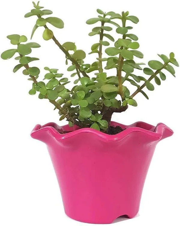 Jade_Plant_(Hybrid,_Pack_of_1)