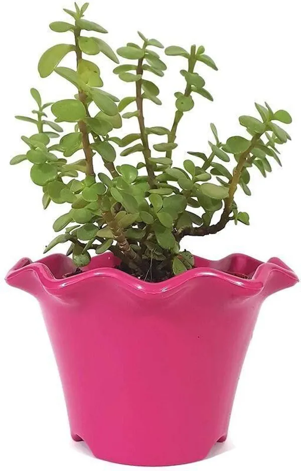 Jade_Plant_(Hybrid,_Pack_of_1)