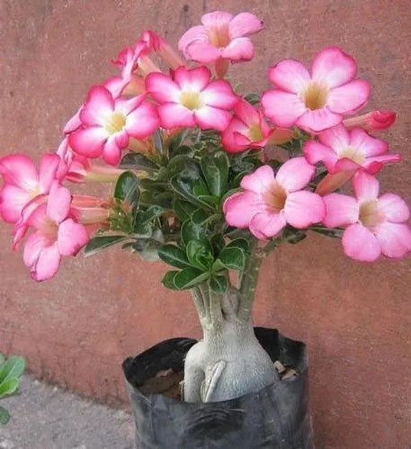 Adenium_Plant_(Hybrid,_Pack_of_1)