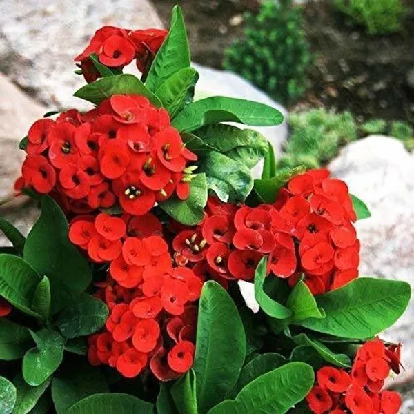 Euphorbia_Plant_(Hybrid,_Pack_of_1)