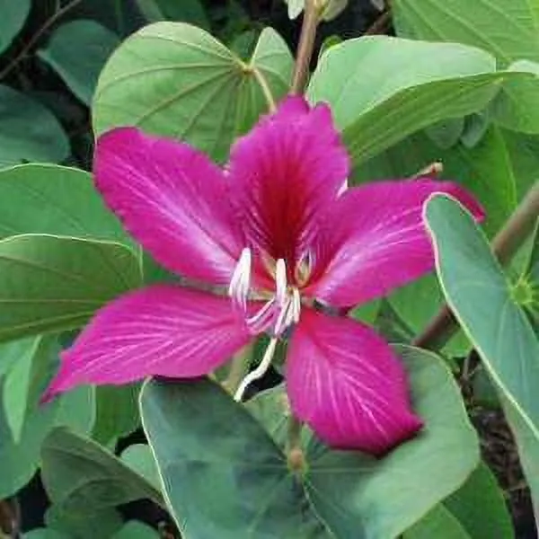 Kanchana_Plant_(Hybrid,_Pack_of_1)