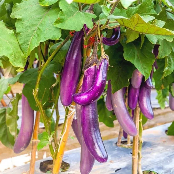 Brinjal_(Hybrid,_Pack_of_1)