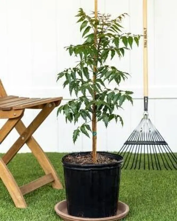 Neem_Plant_(Hybrid,_Pack_of_1)