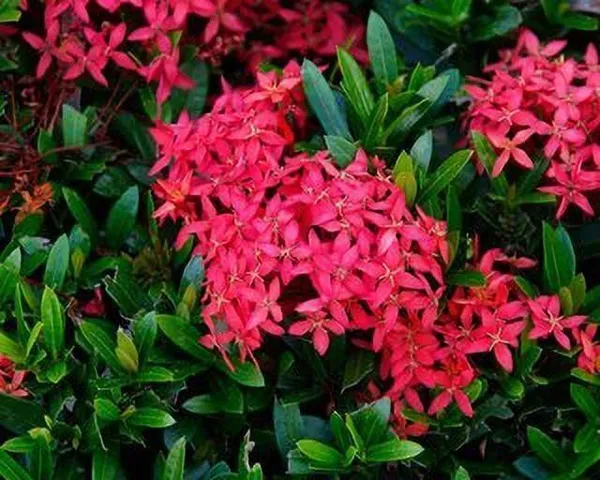 Trothic_Ixora/Chethi_Plant_(Hybrid,_Pack_of_1)