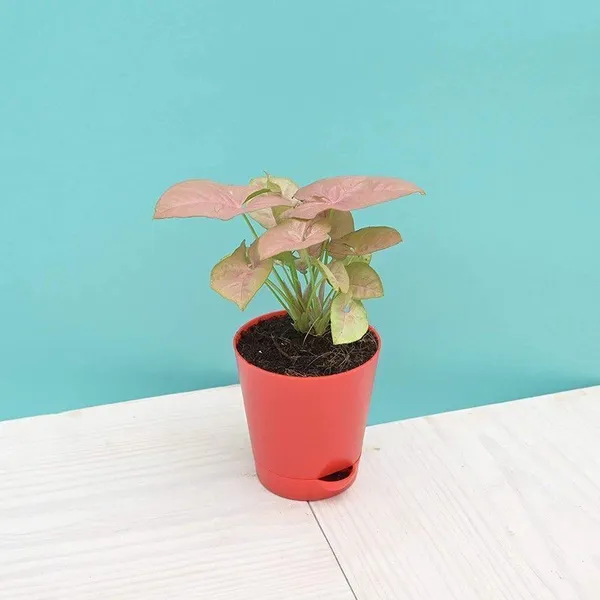Syngonium_Plant_(Hybrid,_Pack_of_1)
