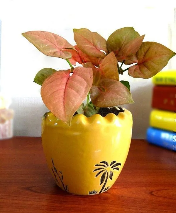 Syngonium_Plant_(Hybrid,_Pack_of_1)