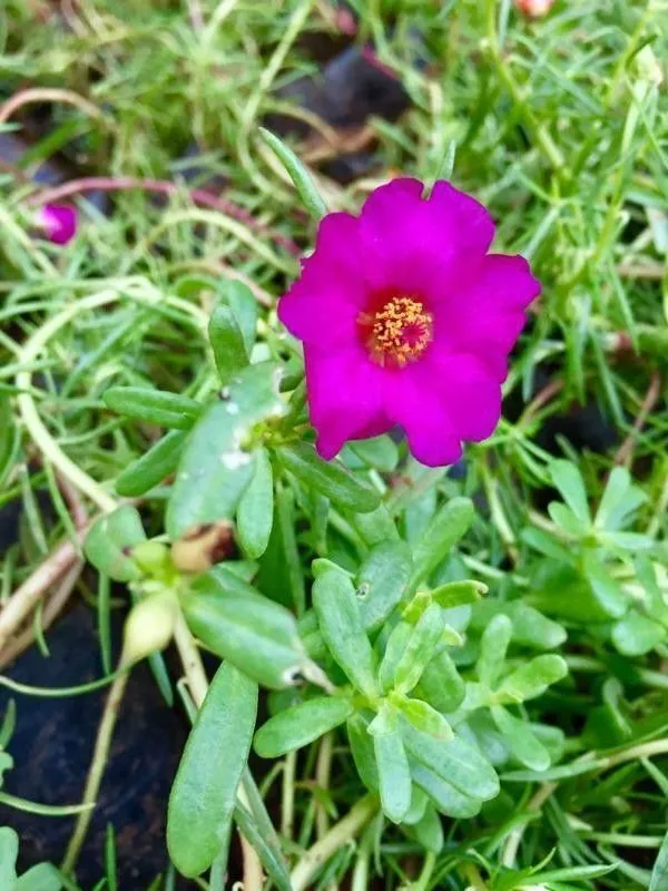 Portulaca_Plant_(Hybrid,_Pack_of_1)