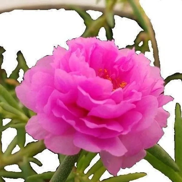Portulaca_Plant_(Hybrid,_Pack_of_1)
